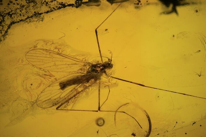 Fossil Crane Fly (Diptera) In Baltic Amber #109479
